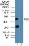 Autoimmune Regulator antibody, PA5-23275, Invitrogen Antibodies, Western Blot image 