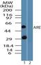 Autoimmune regulator antibody, PA5-23275, Invitrogen Antibodies, Western Blot image 