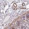 Serpin Family E Member 1 antibody, HPA050039, Atlas Antibodies, Immunohistochemistry frozen image 