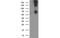 Ribophorin I antibody, MBS832430, MyBioSource, Western Blot image 