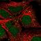 Zinc Finger Protein 266 antibody, PA5-55436, Invitrogen Antibodies, Immunofluorescence image 