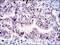 Kinesin Family Member 22 antibody, MA5-15910, Invitrogen Antibodies, Immunohistochemistry frozen image 