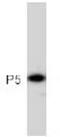 Protein Disulfide Isomerase Family A Member 6 antibody, ab11432, Abcam, Western Blot image 