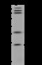 Gastrokine 1 antibody, 201889-T36, Sino Biological, Western Blot image 