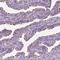 HYDIN Axonemal Central Pair Apparatus Protein antibody, NBP2-57868, Novus Biologicals, Immunohistochemistry frozen image 