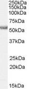 Histamine Receptor H1 antibody, PA5-18680, Invitrogen Antibodies, Western Blot image 