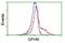 Gephyrin antibody, NBP2-03449, Novus Biologicals, Flow Cytometry image 