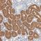 Zinc Finger DHHC-Type Containing 8 antibody, NBP1-81418, Novus Biologicals, Immunohistochemistry frozen image 