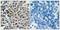 Forkhead Box O3 antibody, NB100-81929, Novus Biologicals, Immunohistochemistry paraffin image 