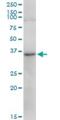 Transformer 2 Alpha Homolog antibody, H00029896-B01P, Novus Biologicals, Western Blot image 