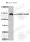 Glutamate Ionotropic Receptor NMDA Type Subunit 1 antibody, AP0165, ABclonal Technology, Western Blot image 