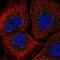 Interleukin 2 Receptor Subunit Gamma antibody, NBP2-56084, Novus Biologicals, Immunocytochemistry image 