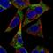 Adenylate Kinase 3 antibody, HPA063324, Atlas Antibodies, Immunofluorescence image 