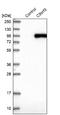 Aminopeptidase O (Putative) antibody, NBP1-89066, Novus Biologicals, Western Blot image 