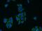Glycerol Kinase antibody, 13360-1-AP, Proteintech Group, Immunofluorescence image 