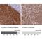 Protein Phosphatase 6 Regulatory Subunit 3 antibody, NBP2-34048, Novus Biologicals, Immunohistochemistry paraffin image 