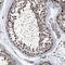 Nas7 antibody, HPA038692, Atlas Antibodies, Immunohistochemistry frozen image 