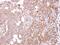 Stomatin Like 1 antibody, PA5-21557, Invitrogen Antibodies, Immunohistochemistry frozen image 