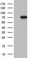 Poly(A)-Specific Ribonuclease antibody, NBP2-46321, Novus Biologicals, Western Blot image 