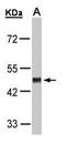 Endothelin B receptor-like protein 2 antibody, PA5-34620, Invitrogen Antibodies, Western Blot image 