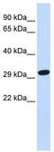 Syndecan Binding Protein antibody, TA336154, Origene, Western Blot image 