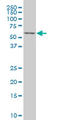 Transcription Factor 7 Like 2 antibody, LS-C105038, Lifespan Biosciences, Western Blot image 