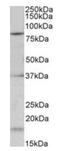 Potassium Voltage-Gated Channel Subfamily C Member 3 antibody, orb12986, Biorbyt, Western Blot image 