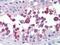 Telomeric Repeat Binding Factor 2 antibody, AP22995PU-N, Origene, Immunohistochemistry frozen image 