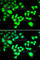 RAD1 Checkpoint DNA Exonuclease antibody, A1047, ABclonal Technology, Immunofluorescence image 