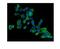 Protein Kinase AMP-Activated Non-Catalytic Subunit Beta 2 antibody, PB9739, Boster Biological Technology, Immunofluorescence image 