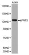 WW Domain Containing E3 Ubiquitin Protein Ligase 2 antibody, A2425, ABclonal Technology, Western Blot image 