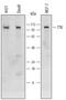 Dual specificity protein kinase TTK antibody, AF6028, R&D Systems, Western Blot image 