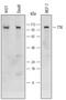 TTK Protein Kinase antibody, AF6028, R&D Systems, Western Blot image 