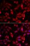 Serpin Family B Member 9 antibody, LS-C334682, Lifespan Biosciences, Immunofluorescence image 