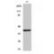 Docking Protein 4 antibody, LS-C383180, Lifespan Biosciences, Western Blot image 