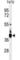 V-Set Domain Containing T Cell Activation Inhibitor 1 antibody, abx034524, Abbexa, Western Blot image 