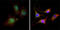 PHD finger protein 1 antibody, orb318767, Biorbyt, Immunofluorescence image 