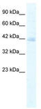 Potassium Channel Tetramerization Domain Containing 18 antibody, TA338737, Origene, Western Blot image 