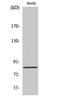 Olfactomedin Like 2B antibody, A16481, Boster Biological Technology, Western Blot image 