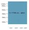 Chromosome 8 Open Reading Frame 48 antibody, A58398-100, Epigentek, Western Blot image 