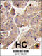 Phosphoinositide 3 kinase, p110 gamma antibody, 63-351, ProSci, Immunofluorescence image 