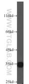 Chromosome 9 Open Reading Frame 78 antibody, 14496-1-AP, Proteintech Group, Western Blot image 