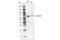 Lamin B2 antibody, 24209S, Cell Signaling Technology, Western Blot image 