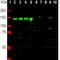 Neurofilament Medium antibody, PA1-10001, Invitrogen Antibodies, Western Blot image 