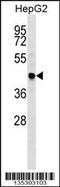 TNF Receptor Associated Factor 4 antibody, 58-237, ProSci, Western Blot image 