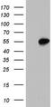 SAP30 Binding Protein antibody, CF803106, Origene, Western Blot image 