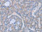 CD36 Molecule antibody, CSB-PA616030, Cusabio, Immunohistochemistry paraffin image 