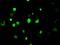 Lysine Demethylase 4C antibody, GTX84280, GeneTex, Immunofluorescence image 