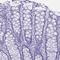 Syncollin antibody, HPA047654, Atlas Antibodies, Immunohistochemistry frozen image 