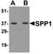 Secreted Phosphoprotein 1 antibody, LS-B10122, Lifespan Biosciences, Western Blot image 